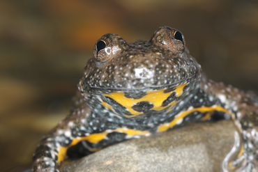 Yellow bellied Toad